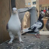 کفتر یا کبوتر