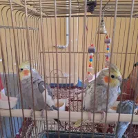 عروس هلندی نرو ماده