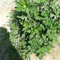 باغ ویلا۷۰۰ متری داخل طرح هادی|فروش خانه و ویلا|اژیه, |دیوار