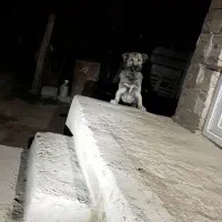 سگ سرابی یک ساله|سگ|اهر, |دیوار