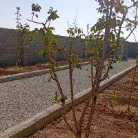 باغچه۲۵۹متری چسب مسکونی (چهار دیواری)