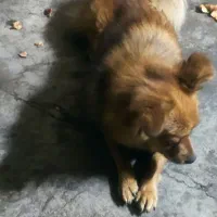 سگ اشپیتز گمشده،|سگ|کرمانشاه, |دیوار