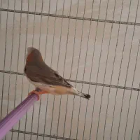 فنچ نرگسی شکلاتی/کینگ/عروس هلندی|پرنده|بهار, |دیوار