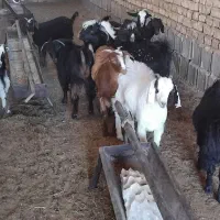 سلام گوشت بزغاله هرکی خواست  درخدمتیم