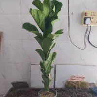 گل و گیاه فیکوس لیراتا