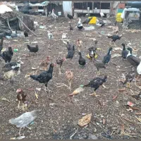 مرغ و خروس