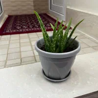 گل و گلدون زیبا|گل و گیاه طبیعی|نهاوند, |دیوار