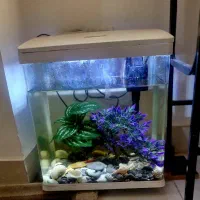 آکواریوم رنگی