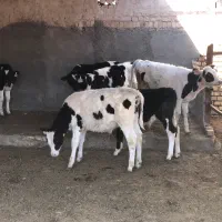 هولشتاین قطع شیر