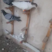 کبوتر هوایی