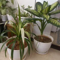 کفش  نیه گل|کیف، کفش، کمربند|سنندج, |دیوار