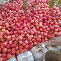 انار.رباب.قصردشت درج ا