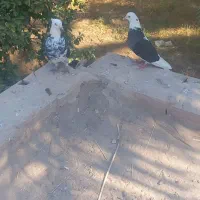 یک جفت شازده نر و ماده ساده نر کلاهی ماده ساده