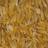 چلتوک درجه یک صالحان