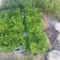 فروش نشا محلی خوران