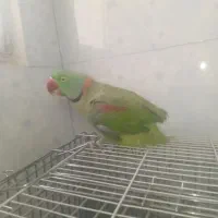 شاه طوطی نر بالغ|پرنده|ملارد, |دیوار