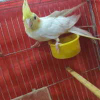 عروس هلندی|پرنده|اردکان, |دیوار