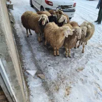 بره نر|حیوانات مزرعه|زاغه, |دیوار