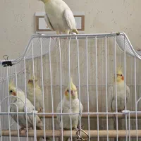 عروس هلندی|پرنده|بندرعباس, |دیوار