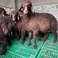 ۷راس بره نر همو بره قوچ