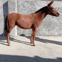 فروش ۸عدد قاطر|حیوانات مزرعه|لاران, |دیوار