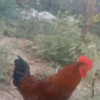 خروس محلی