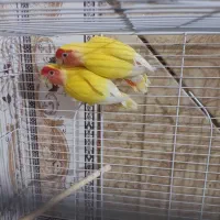 کوتاه برزیلی درجه یک