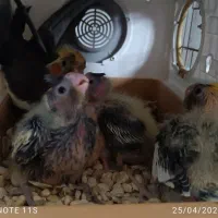 جوجه عروس هلندی