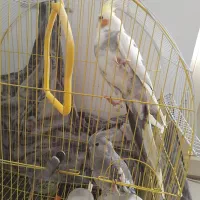 عروس هلندی