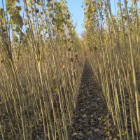 قلمه یا گواخ در زمین خودمون نهال|حراج|خوی, |دیوار