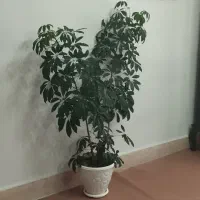 گل شفلرا و بنجامین|گل و گیاه طبیعی|نقده, |دیوار