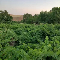 فروش باغ انگور در روستای گیجالی پایین|فروش دفتر صنعتی، کشاورزی، تجاری|بروجرد, |دیوار