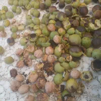 کارگر گردو وبادام تکان