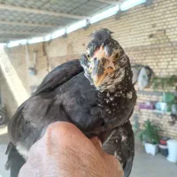 چندعدد نیمچه  گلین بدون پررنگی