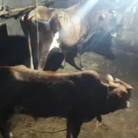 گاو