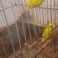 یه جفت مرغ عشق هلندی به شرط تخم  نقدی معاوضه ندارم|پرنده|مسجد سلیمان, |دیوار