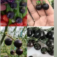 فروش عمده و خرد مرغوب ترین نشا کشاورزی