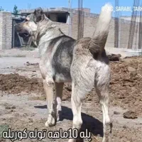سگ سرابی