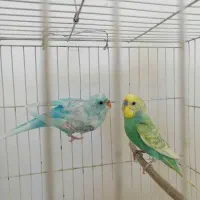 مرغ عشق پروانه ای و رنگ خاص فیروزه ای