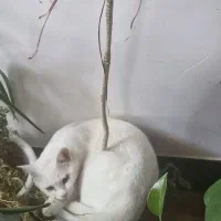 گربه واگذاری|گربه|برازجان, |دیوار