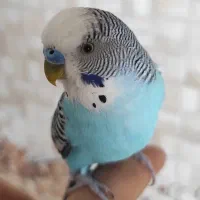 جفت مرغ عشق بامزه و کاملاً دستی + قفس و لوازم کامل|پرنده|مهاباد (آذربایجان غربی), |دیوار