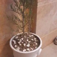 گیاه و گلدان سرو|گل و گیاه طبیعی|قم, شاه ابراهیم|دیوار