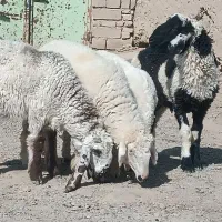 چهار بره یک بره نر با سه کابر