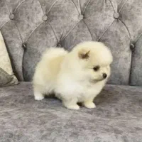 سگ پامرانین خرسی|سگ|مرودشت, بیست متری بیمارستان|دیوار