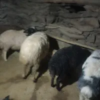 فروش‌4کاور‌سالم‌وسرحال