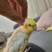 عروس هلندی|پرنده|شهریار, شهرک وائین|دیوار