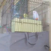 دوعدد مرغ عشق نر ماده به شرط تخم جوجه با قفس|پرنده|بجنورد, |دیوار