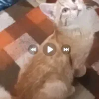 گم،شده درحوالی،حیدرآبادکرج