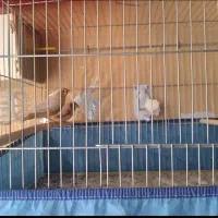 جفت فنچ کینگ اروپایی