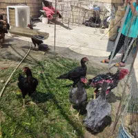 تخم مرغ لاری نطفه دار به شرط لاری ۵ دونگ نژاد گرز